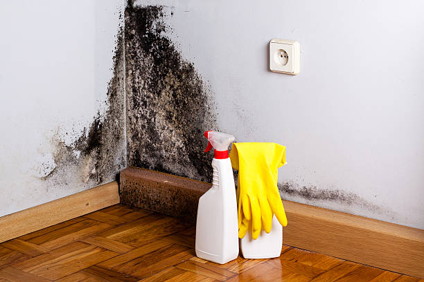 Best Crawl Space Mold Removal  in New Plymouth, ID