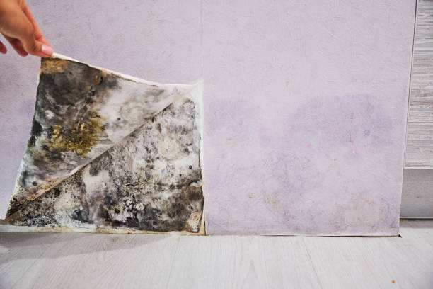 Best Fast Mold Removal  in New Plymouth, ID